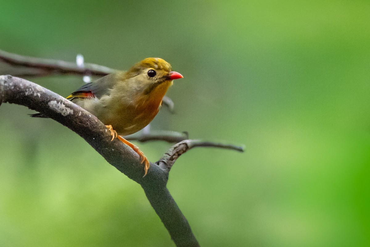 紅嘴相思鳥 - ML647308115