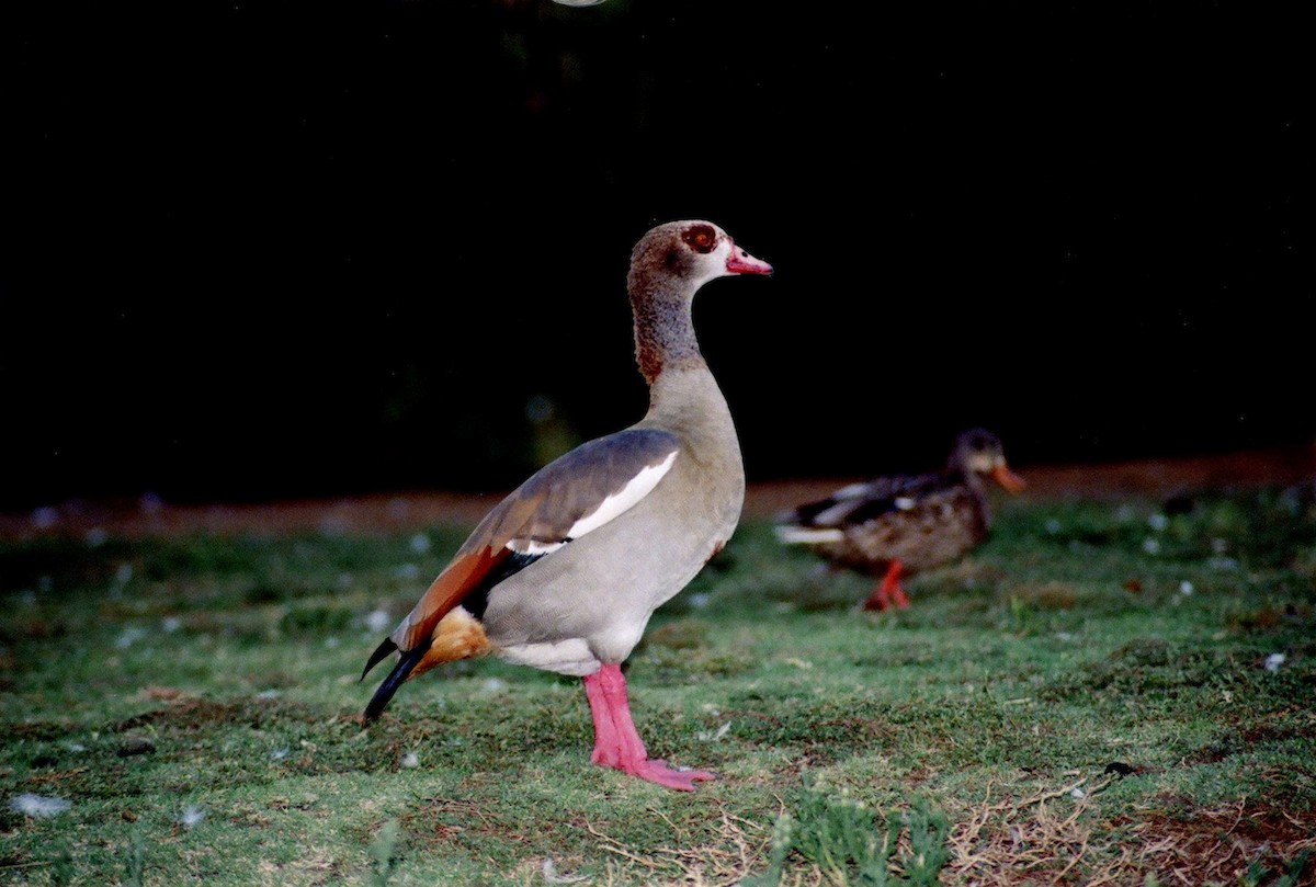 Egyptian Goose - ML647308117