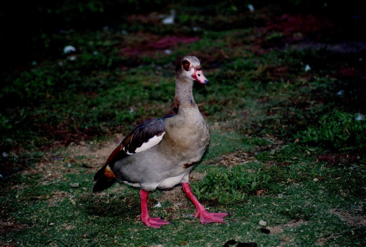 Egyptian Goose - ML647308118