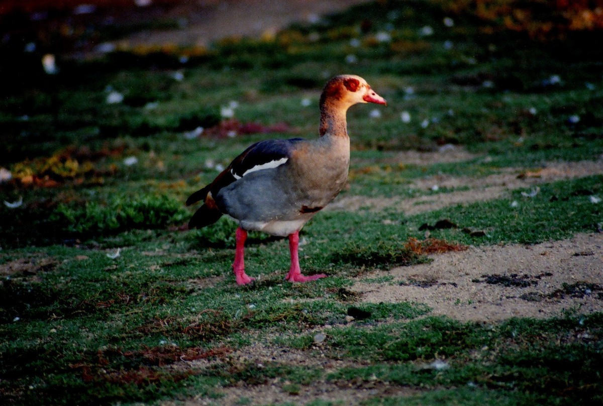 Egyptian Goose - ML647308119