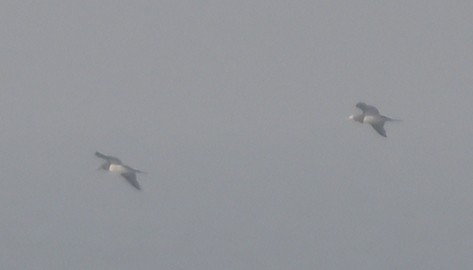 Cocos Booby - ML647308121