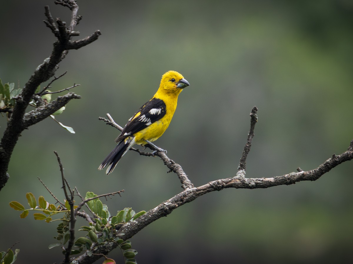 Golden Grosbeak - ML647308123