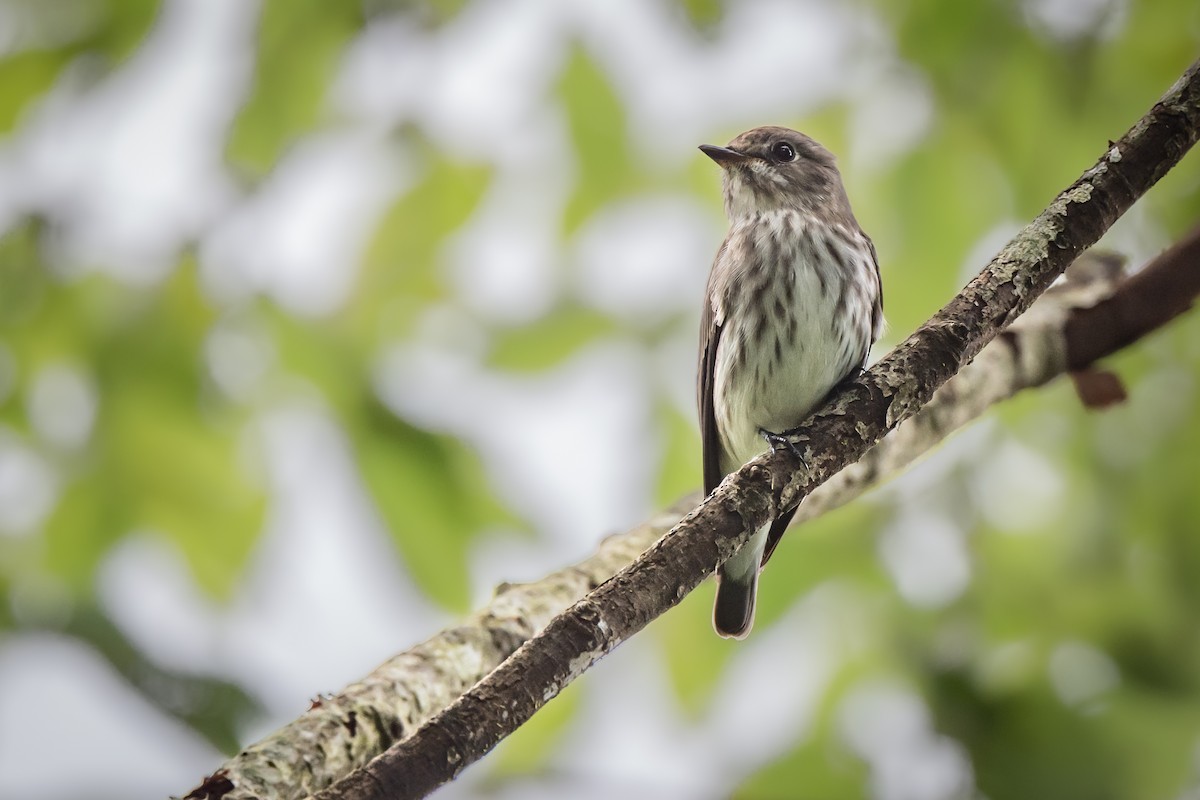 灰斑鶲 - ML647308124