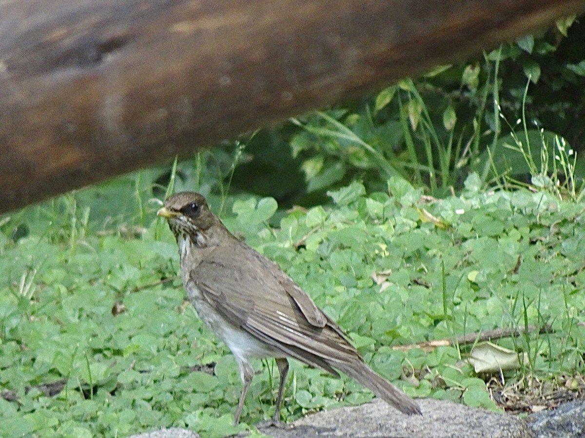 Creamy-bellied Thrush - ML647308127