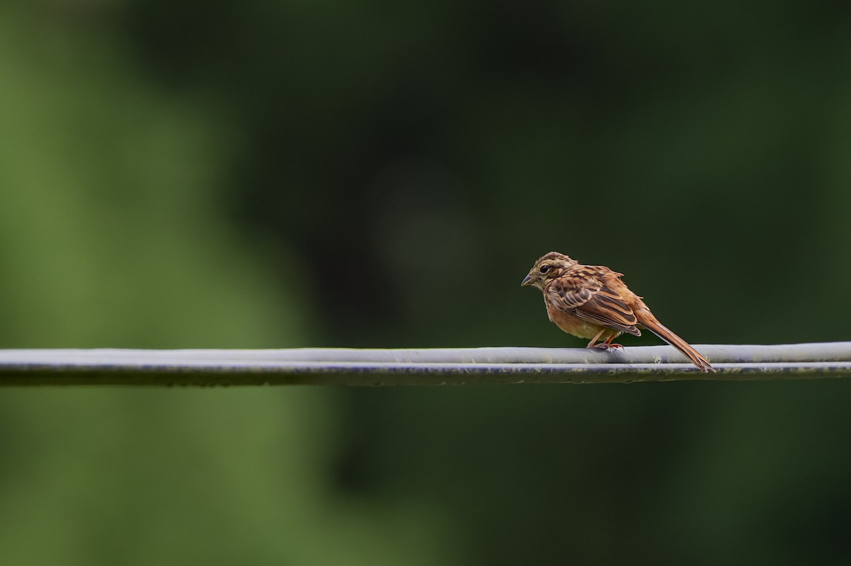 草鵐 - ML647308137