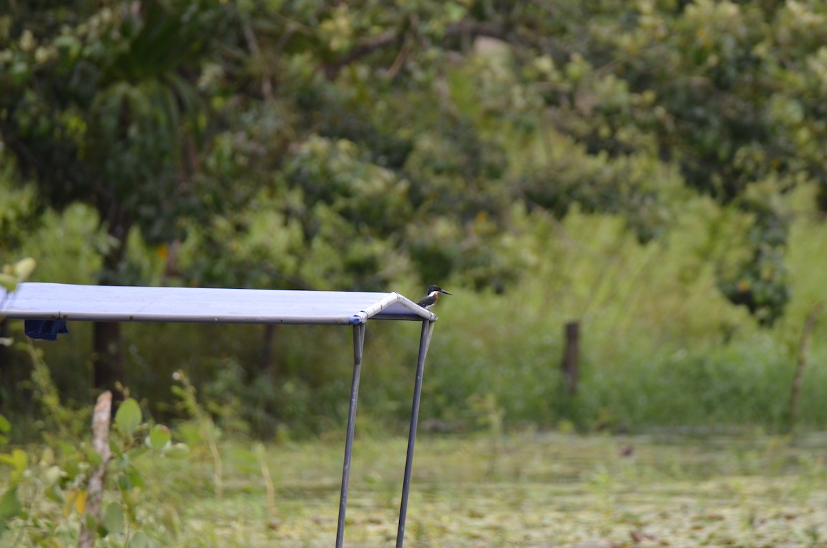 Amazon Kingfisher - ML647308138