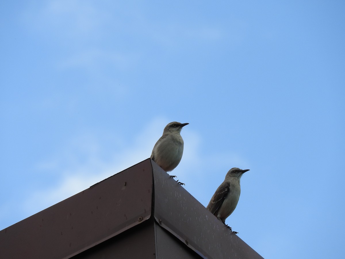 Tropikal Taklitçi - ML647308144