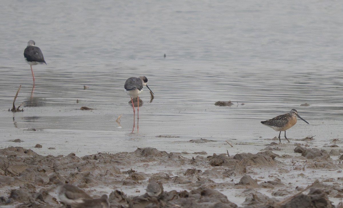 slukovec asijský - ML647308146