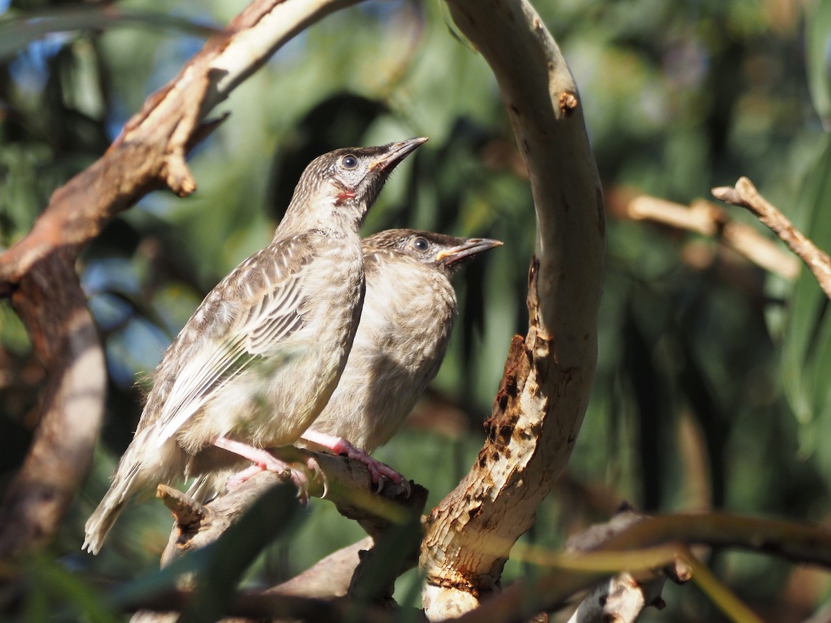 Mielero Carunculado - ML647308177