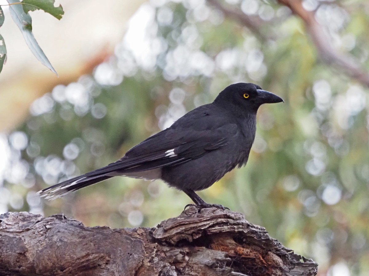 Verdugo Cenizo - ML647308184