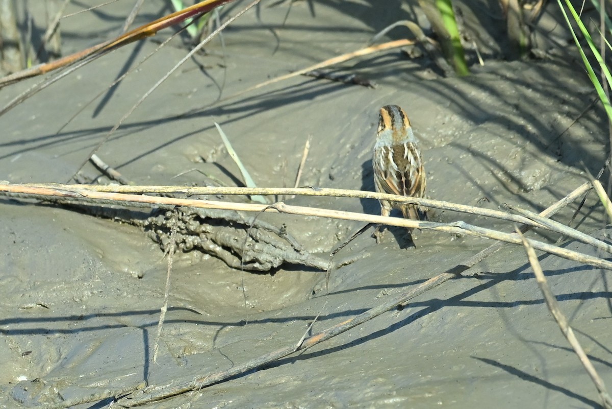 nålstjertspurv - ML647308186