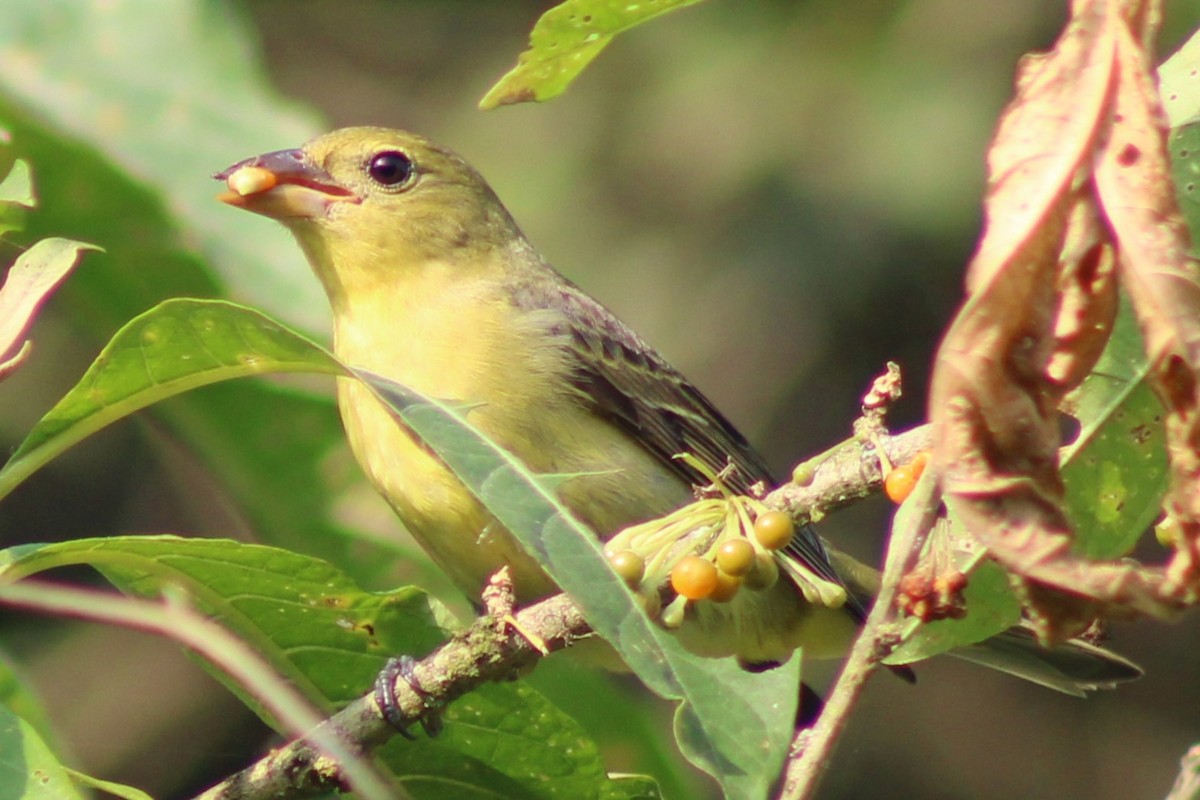 Piranga Escarlata - ML647308195