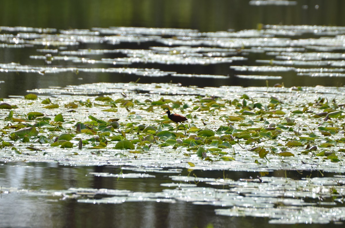 Northern Jacana - ML647308201