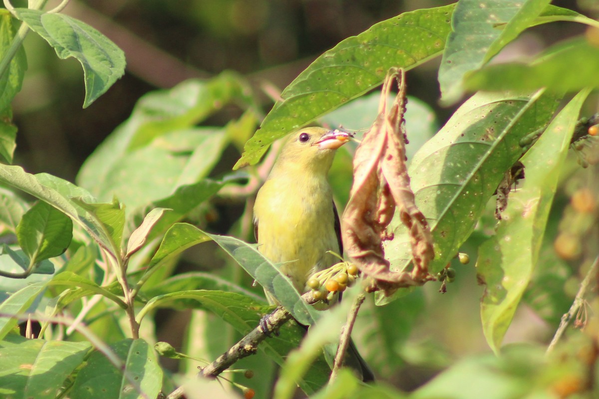 Piranga Escarlata - ML647308202