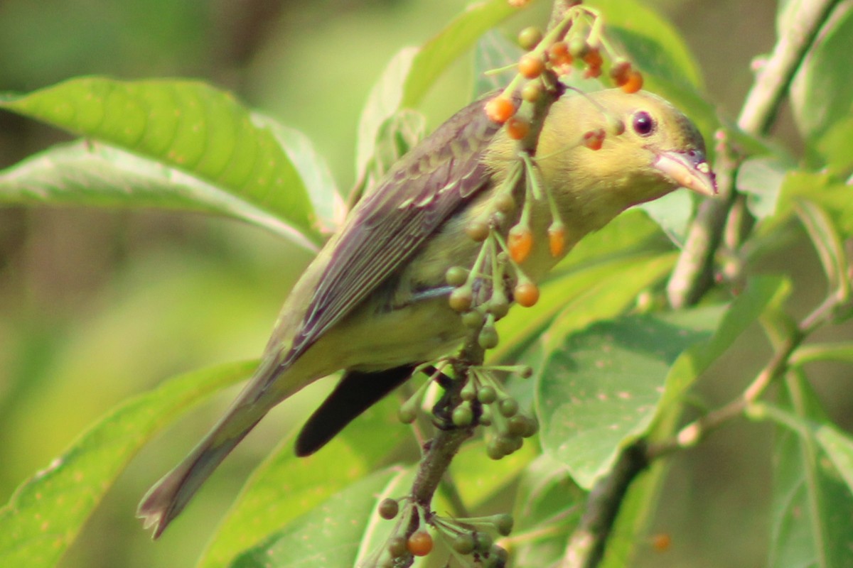 Piranga Escarlata - ML647308208