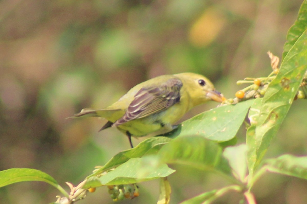 Piranga Escarlata - ML647308213