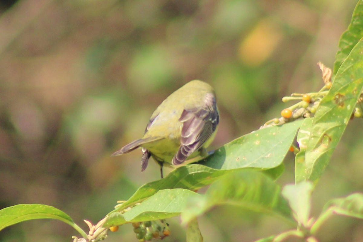 Piranga Escarlata - ML647308214