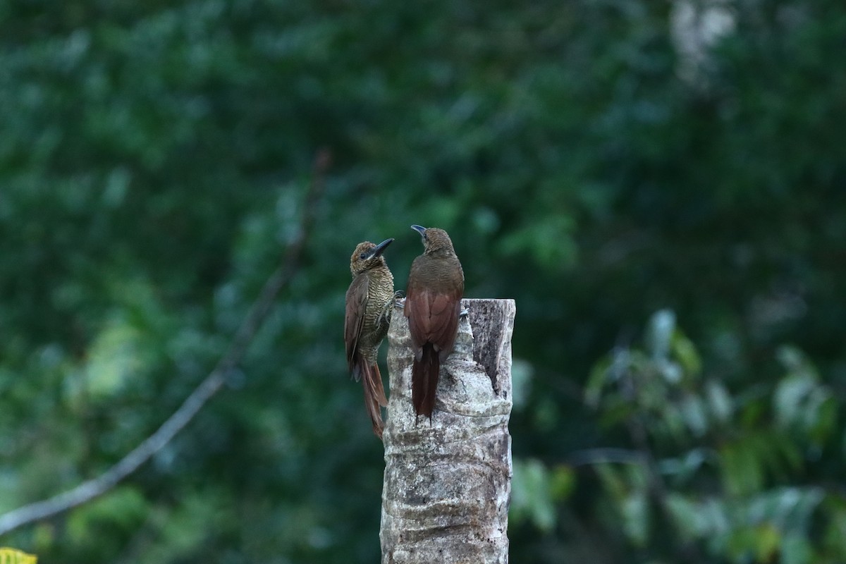 Northern Barred-Woodcreeper - ML647308224