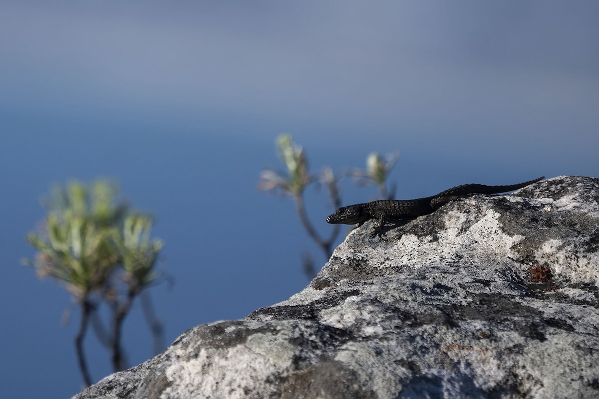 Black Girdled Lizard - ML647308236