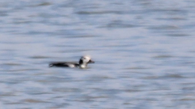 Long-tailed Duck - ML647308241