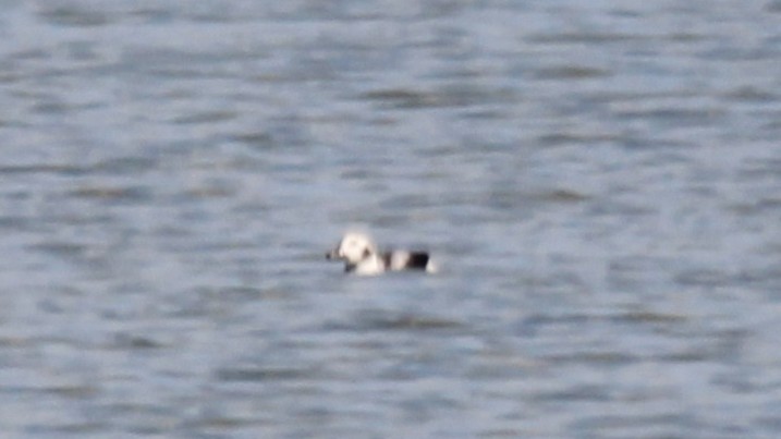 Long-tailed Duck - ML647308242