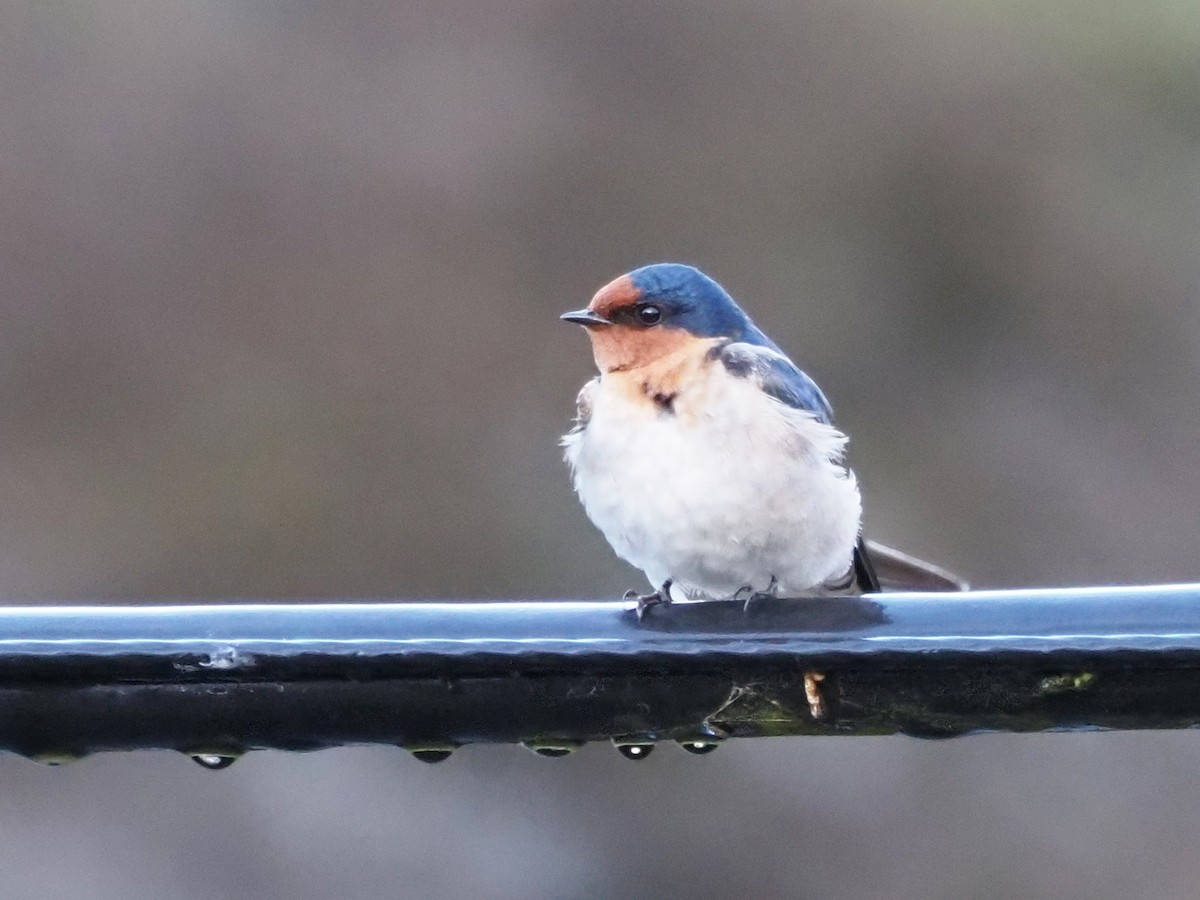 Golondrina Australiana - ML647308248