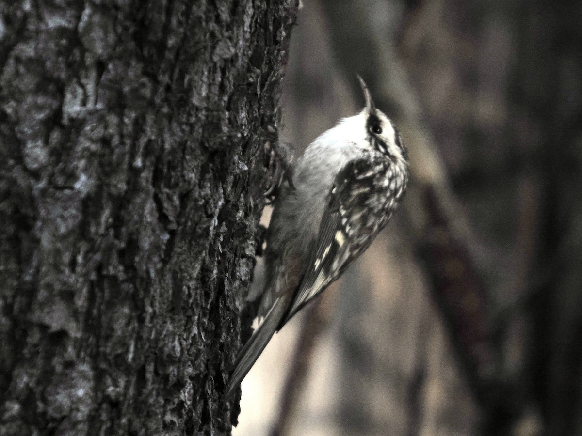 Brown Creeper - ML647308267