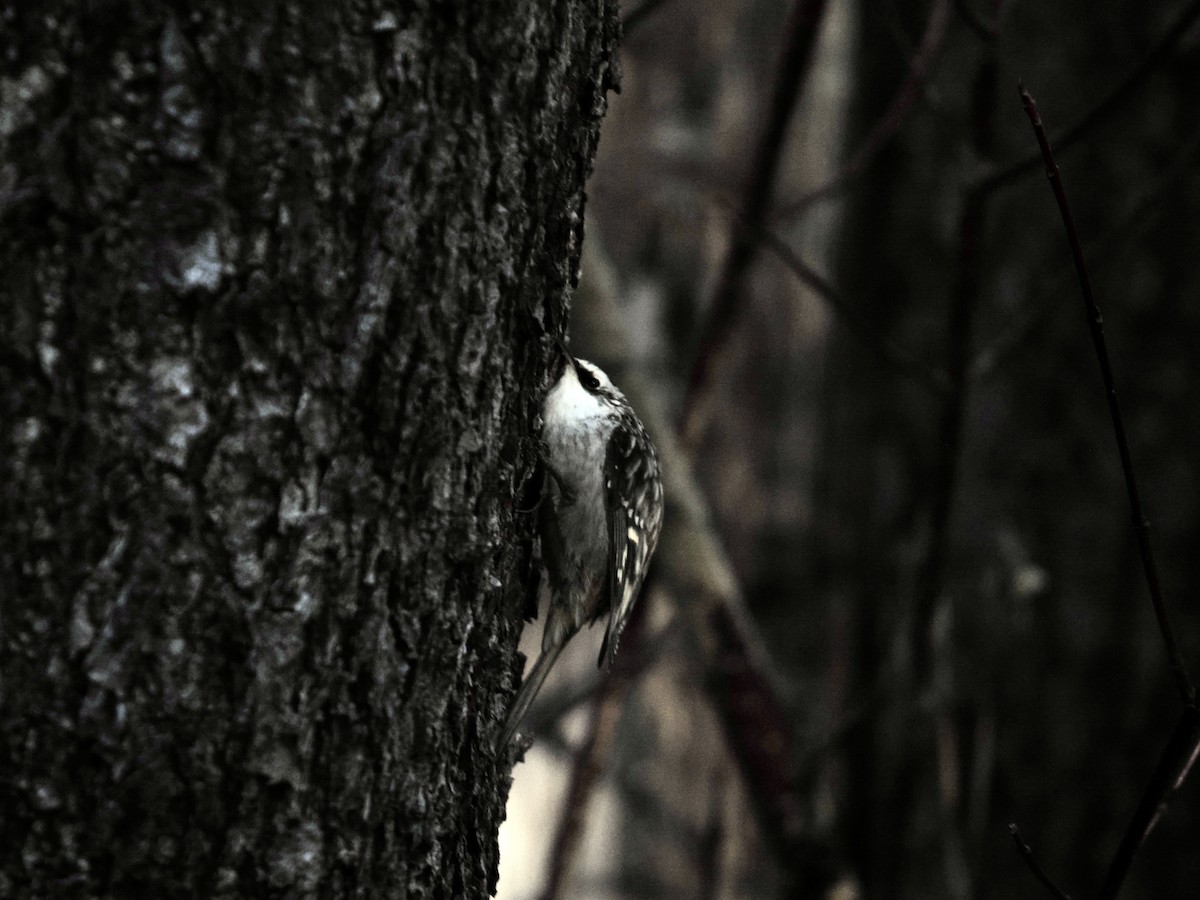Brown Creeper - ML647308268