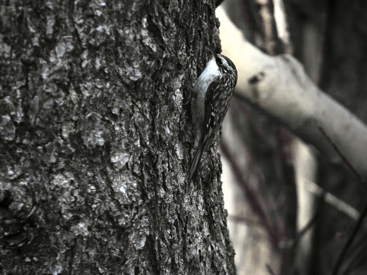Brown Creeper - ML647308269