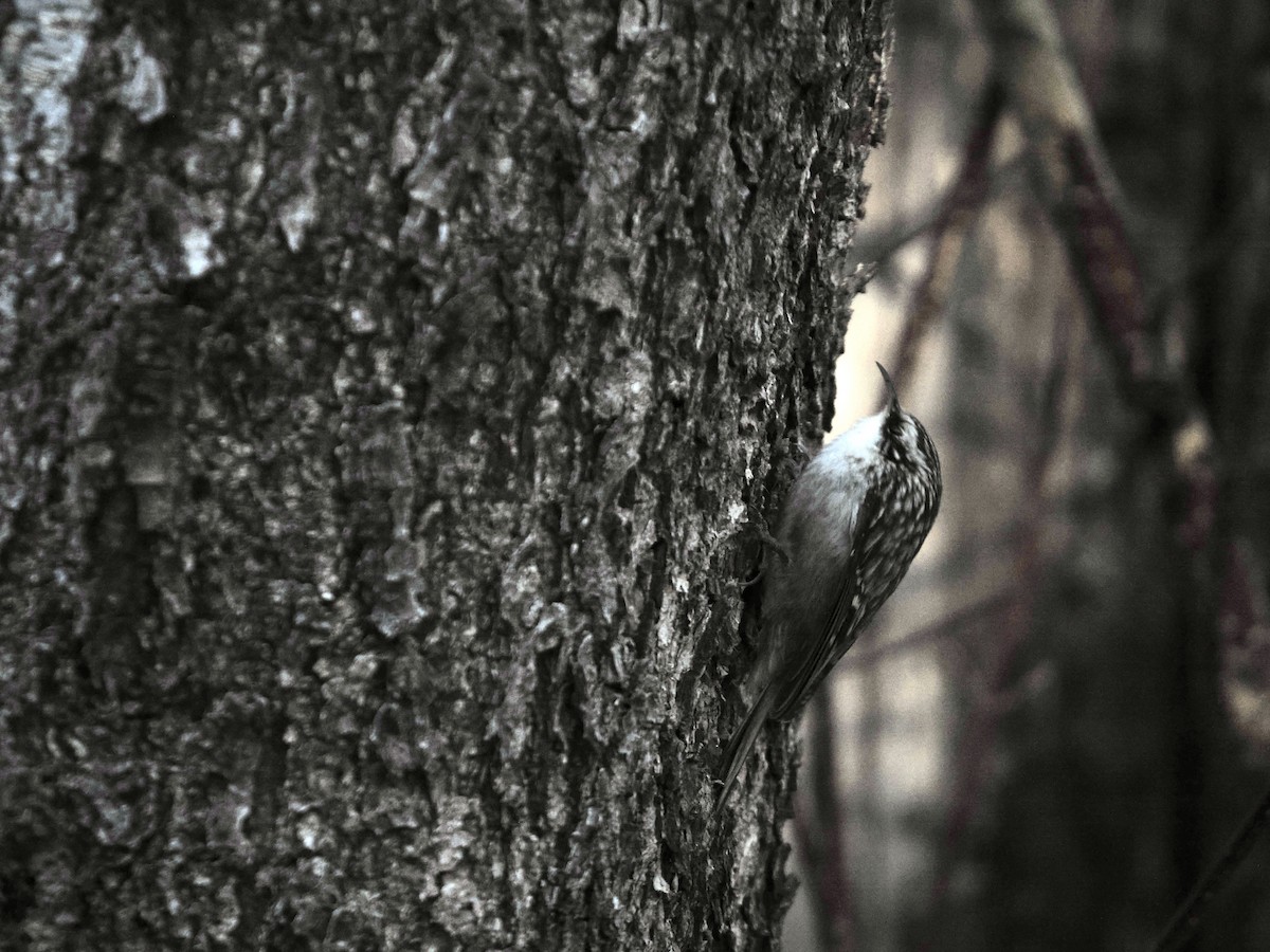 Brown Creeper - ML647308270