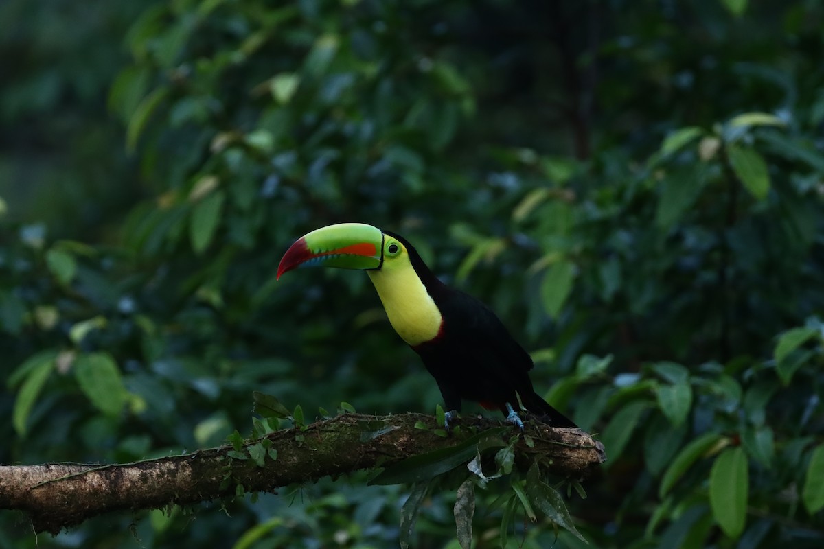 Keel-billed Toucan - ML647308275