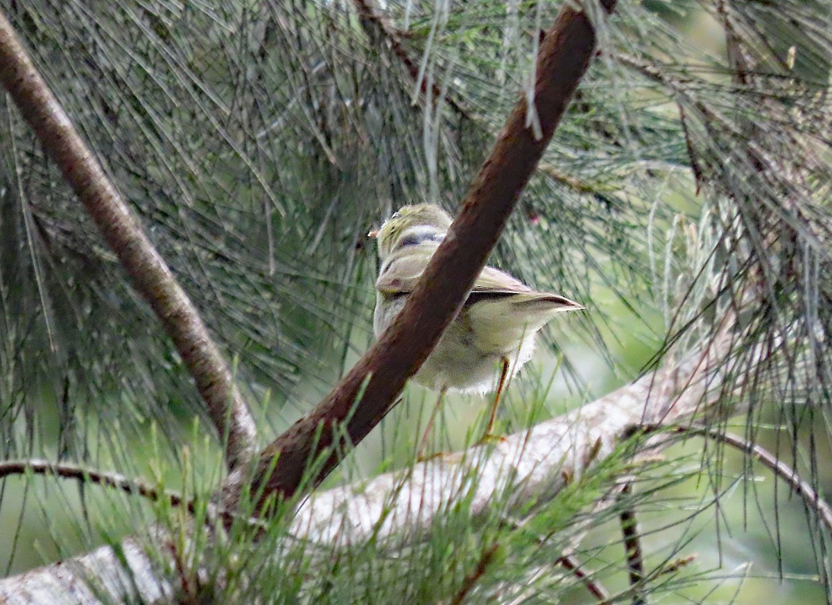 Вівчарик жовточеревий - ML647308276