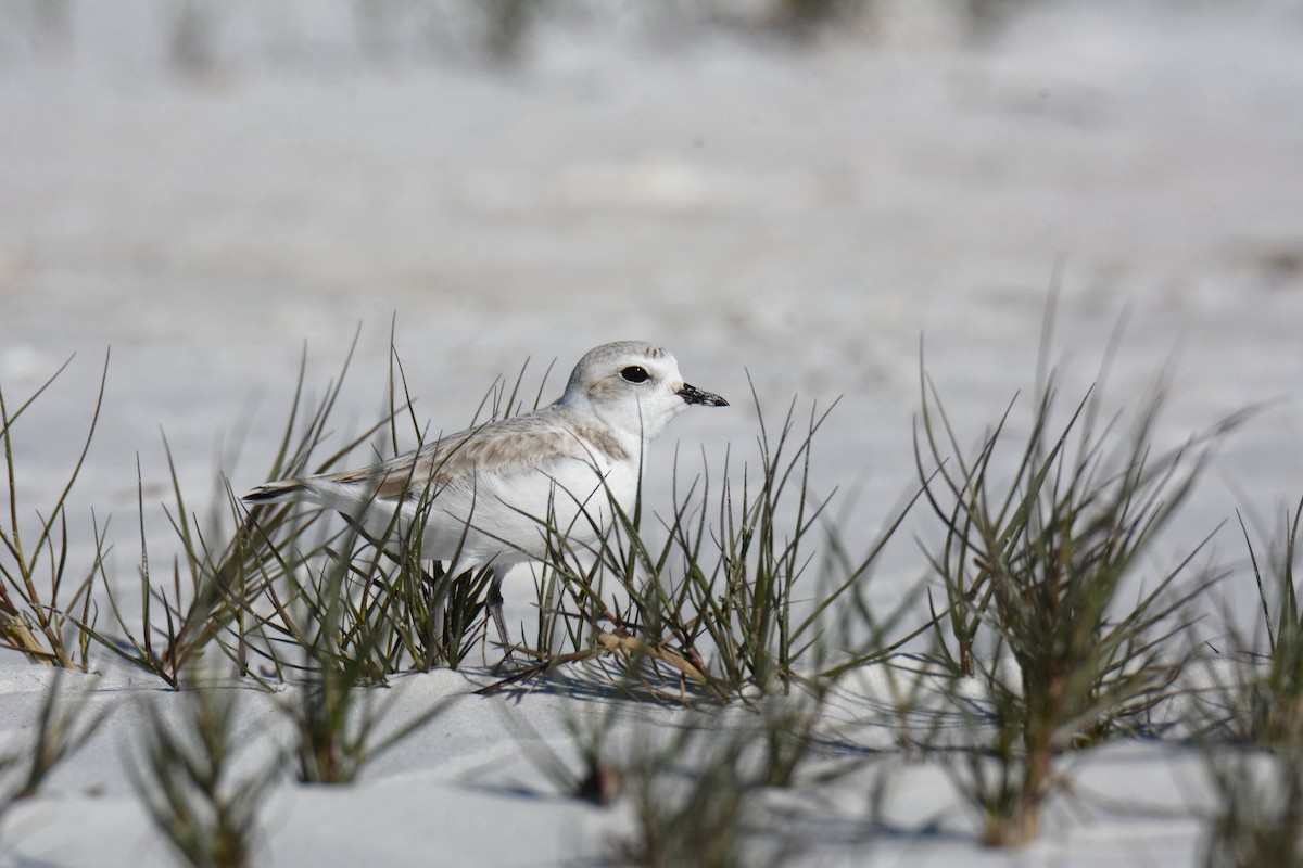 Snowy Plover - ML647308282