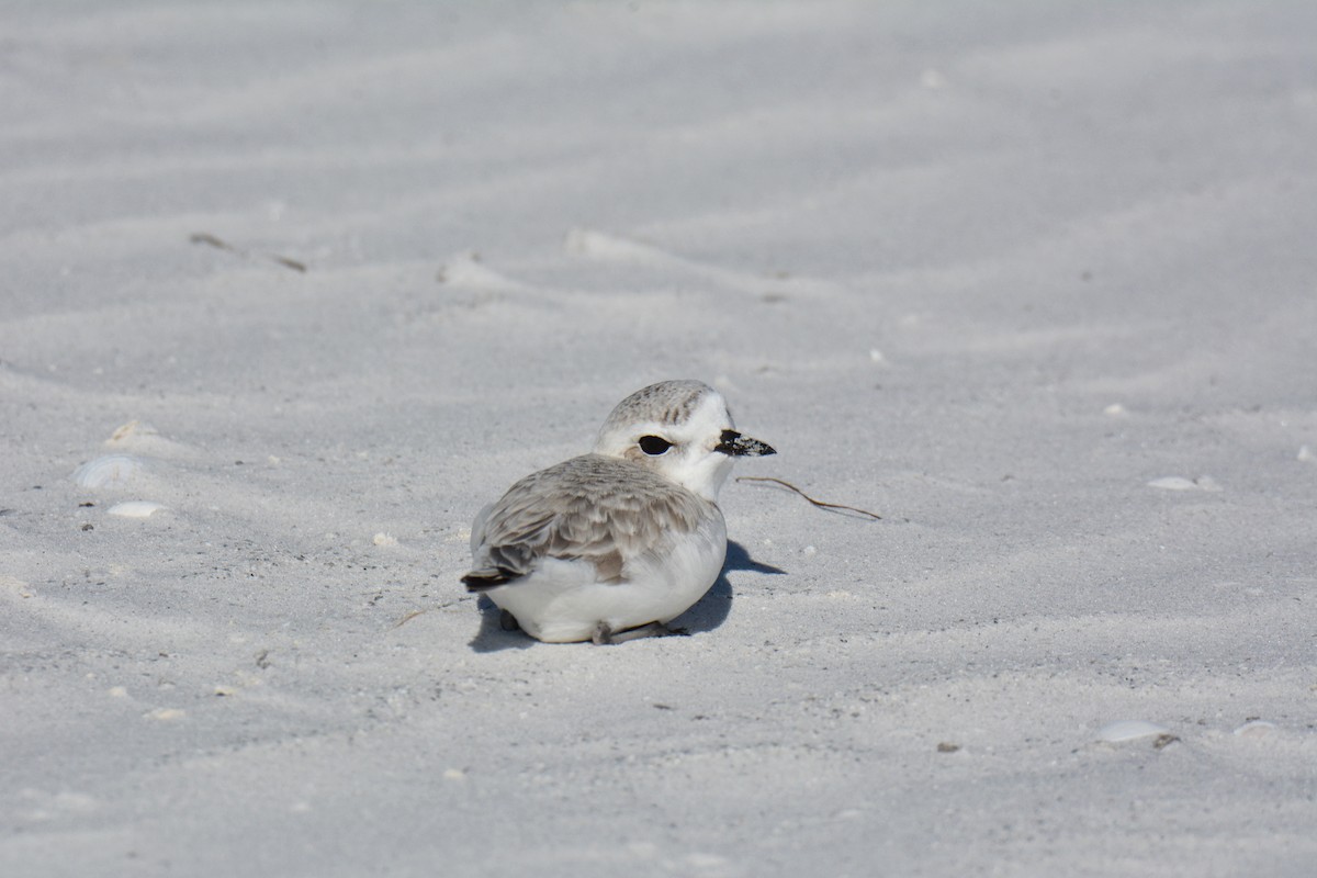 Snowy Plover - ML647308283