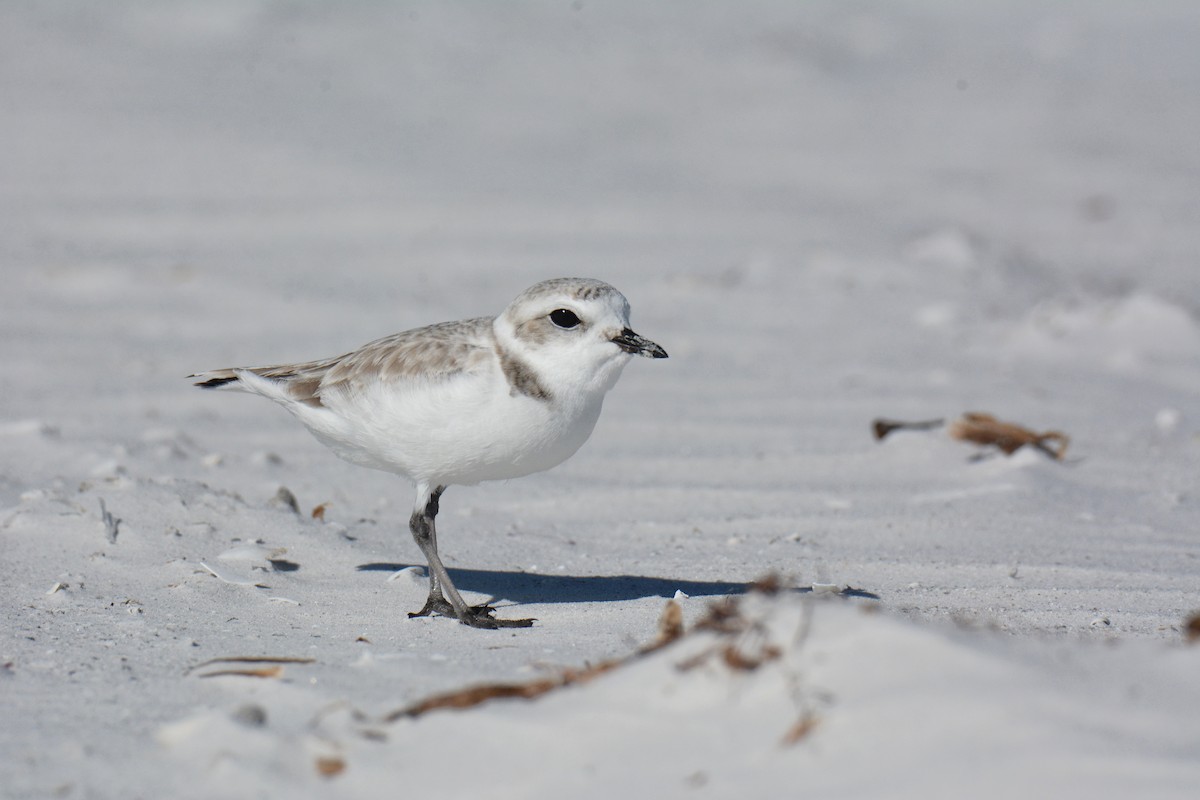 Snowy Plover - ML647308284