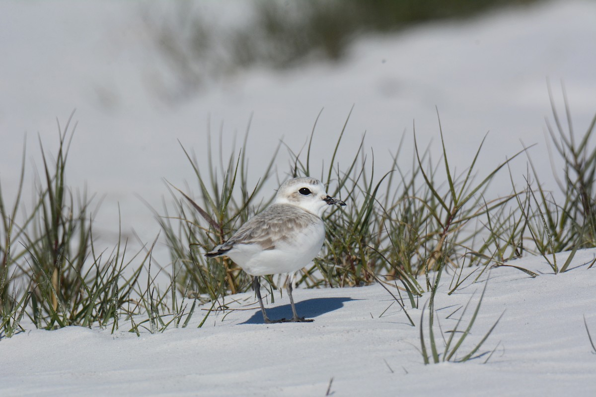 Snowy Plover - ML647308285