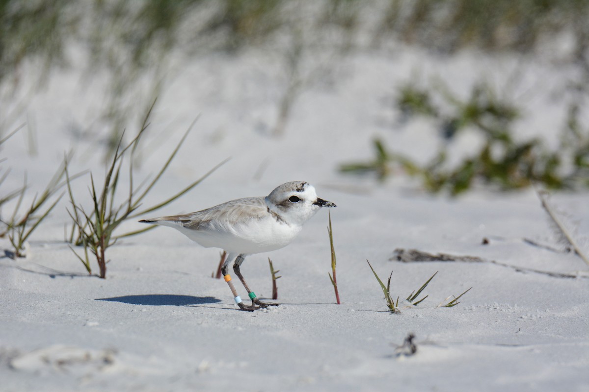 Snowy Plover - ML647308286