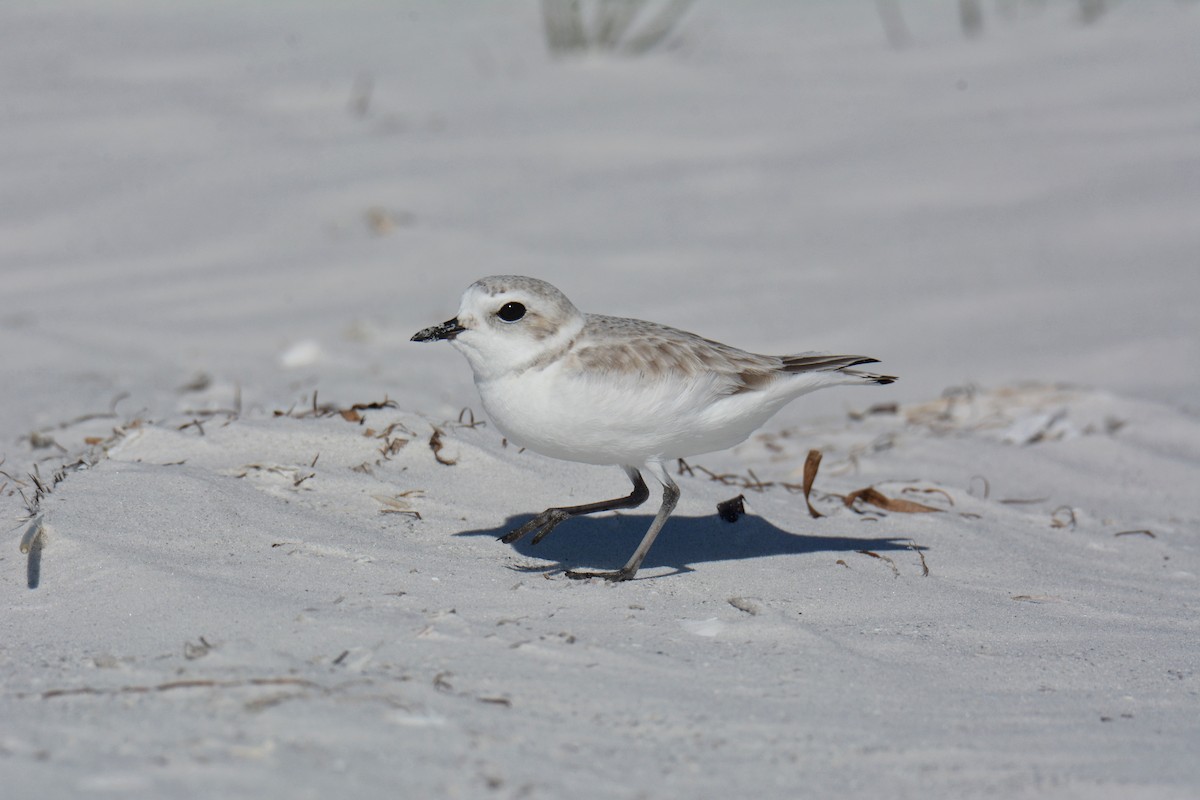 Snowy Plover - ML647308287