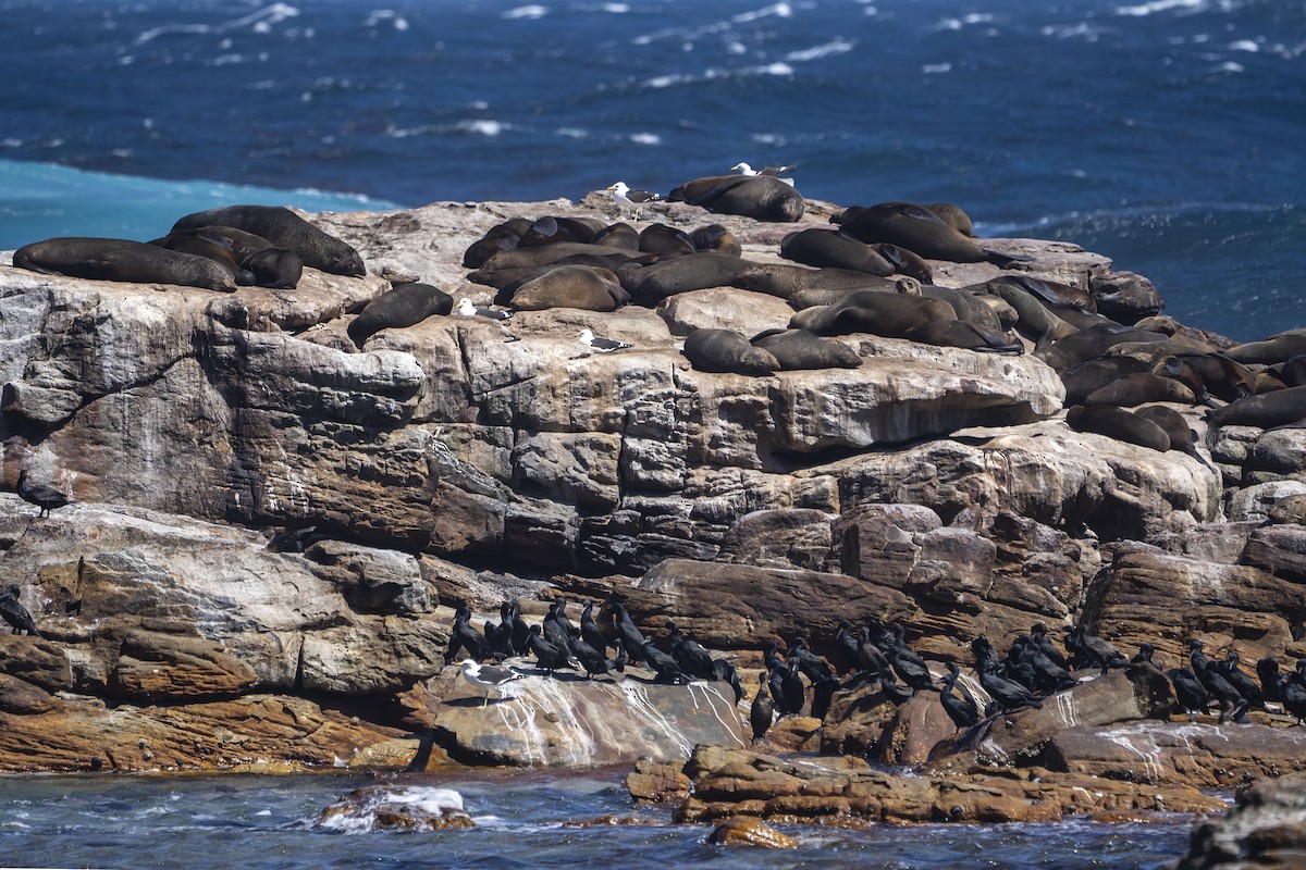 Cape Fur Seal - ML647308289