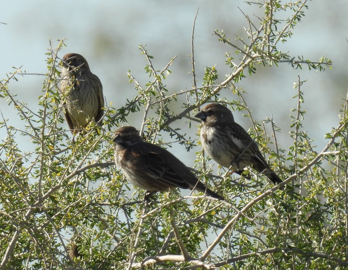 カタジロクロシトド - ML647308323