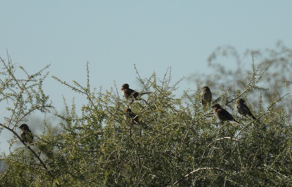 カタジロクロシトド - ML647308325