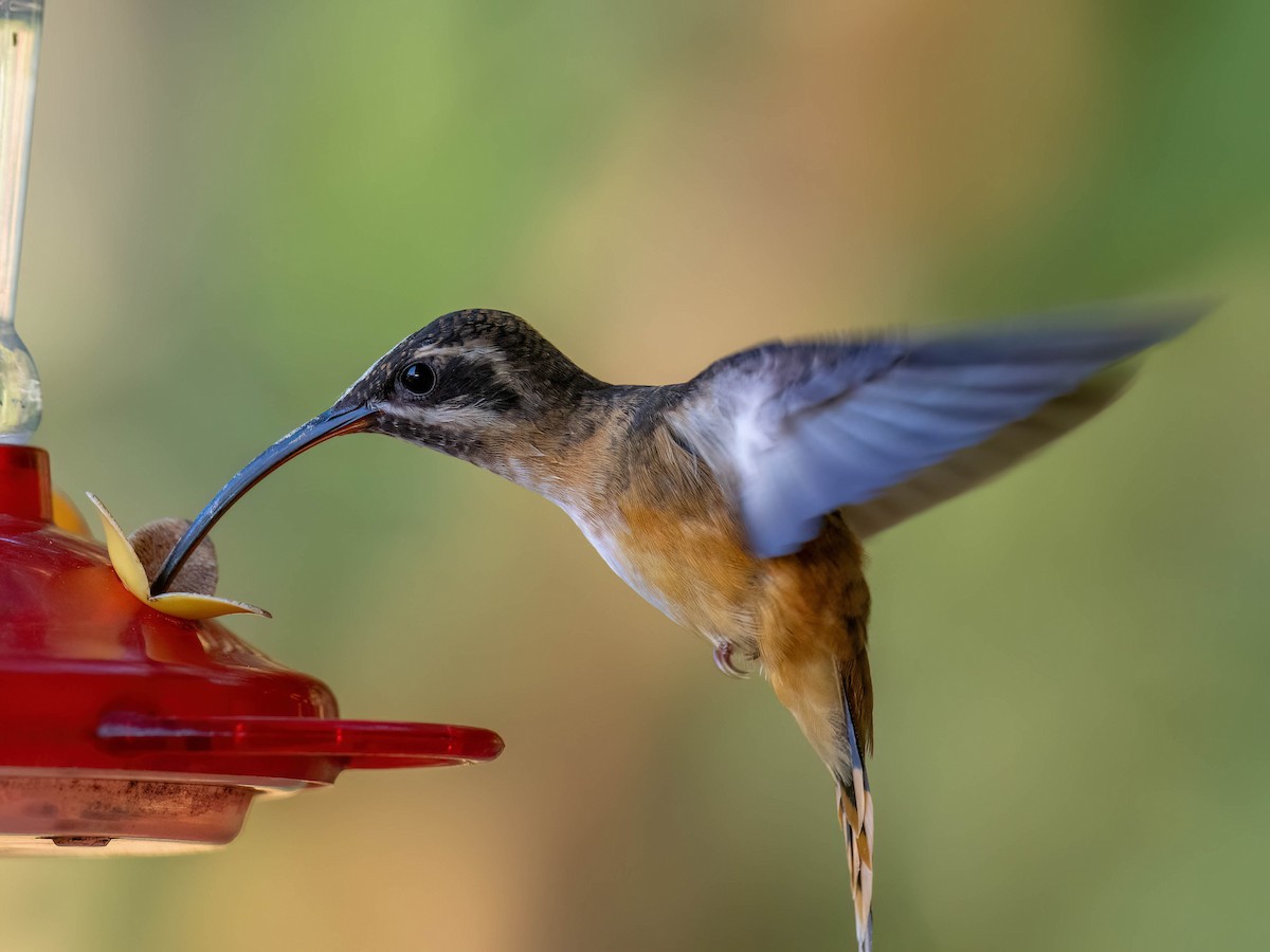 Ermitaño Ventrihabano - ML647308338