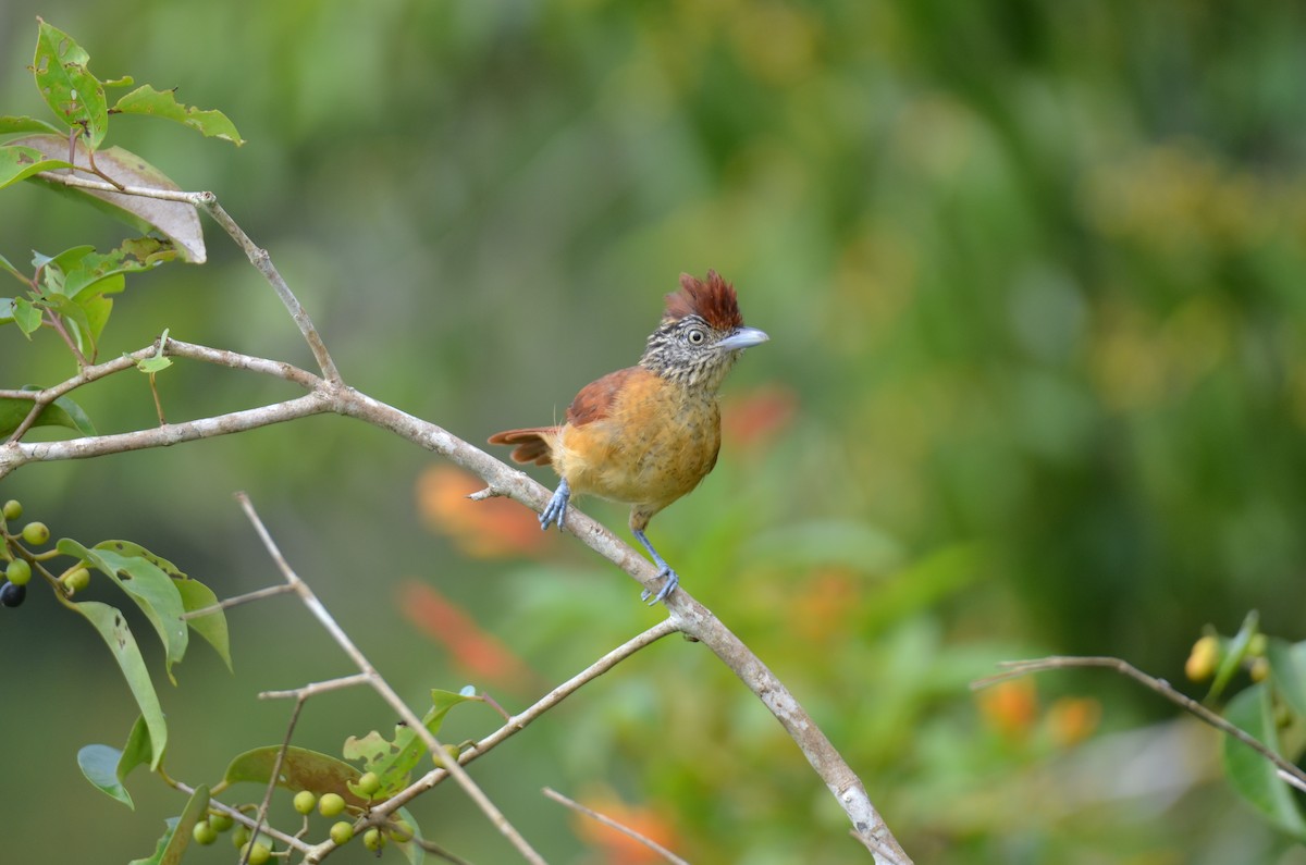 Barred Antshrike - ML647308351