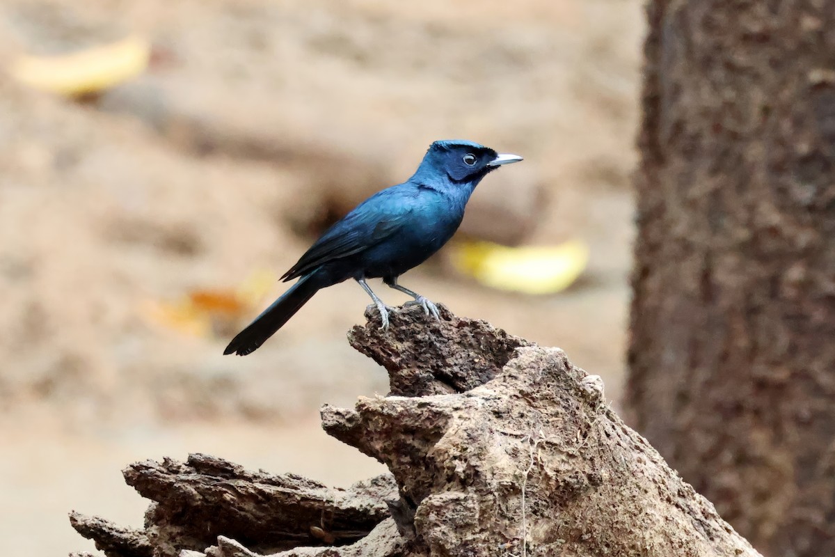 Shining Flycatcher - ML647308356