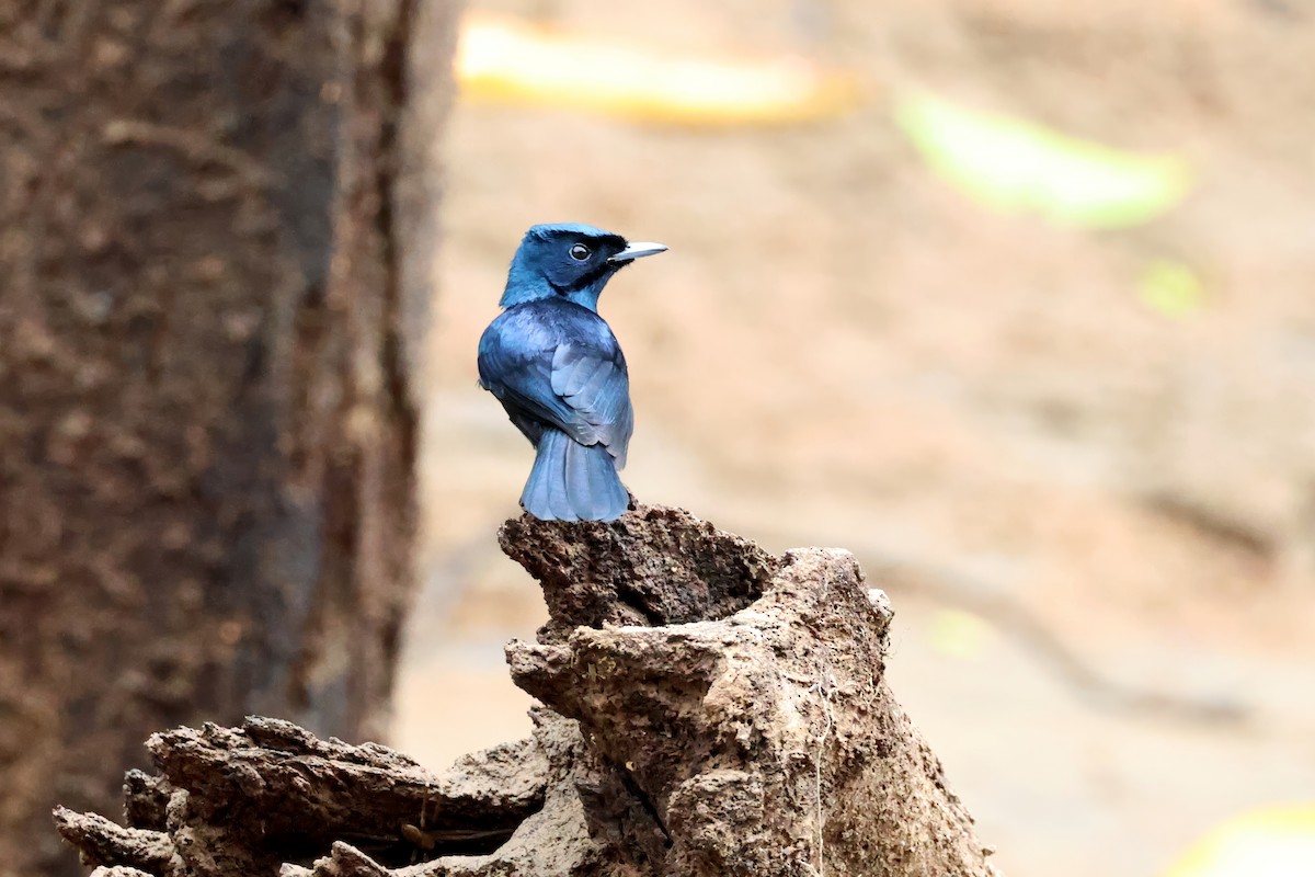Shining Flycatcher - ML647308365