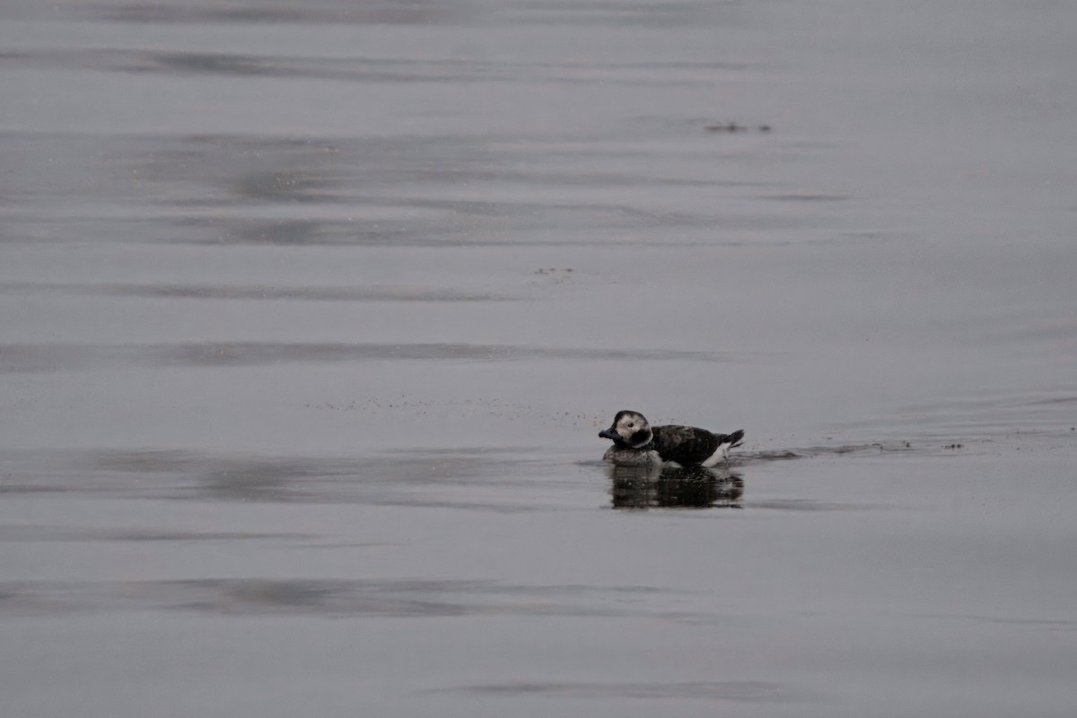 Eisente - ML647308367