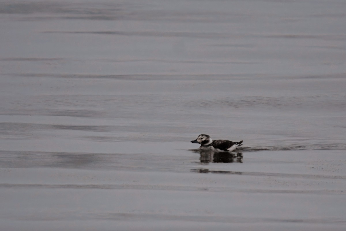 Eisente - ML647308368