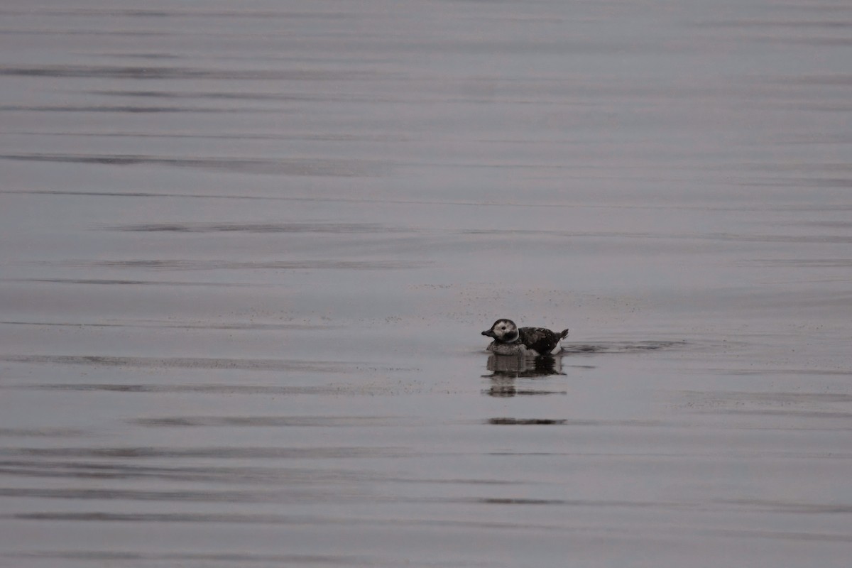 Eisente - ML647308370