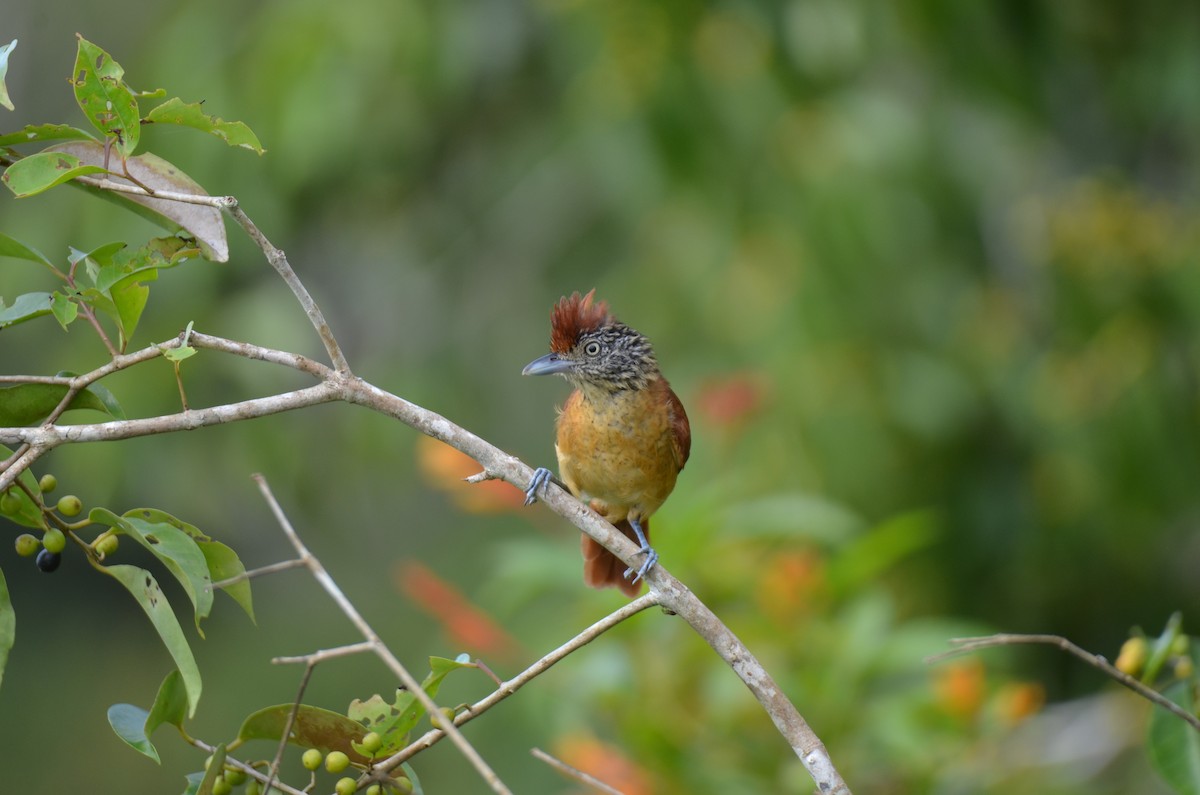 Barred Antshrike - ML647308371