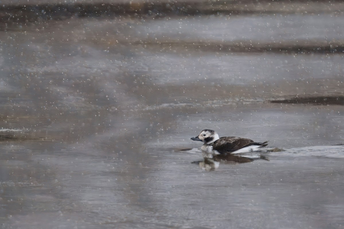 Eisente - ML647308372